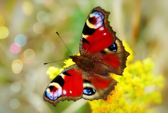 butterfly red