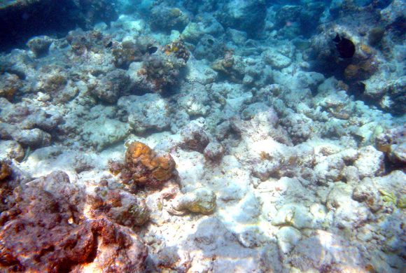 Moofushi_bleached_corals (wikimedia commons)
