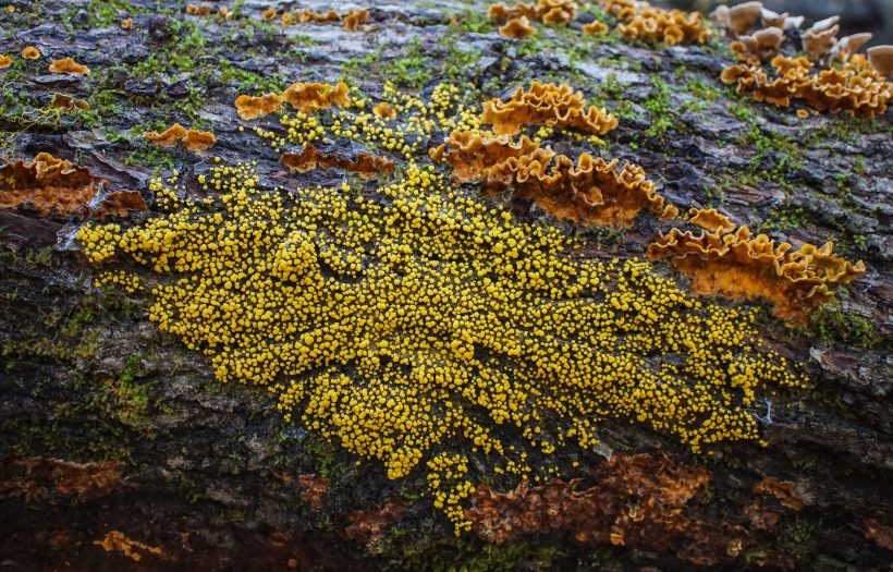 Is It Animal Or Fungus? The Yellow Blob Left Scientists Confused