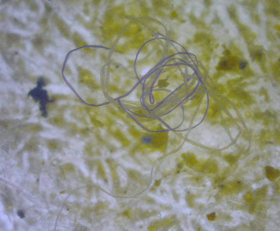 microfiber found in sea water. Work by M.Danny25 Wikimedia commons