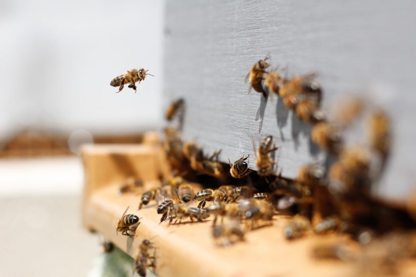 The Synergy between Solar Farms and Bees You Never Imagined