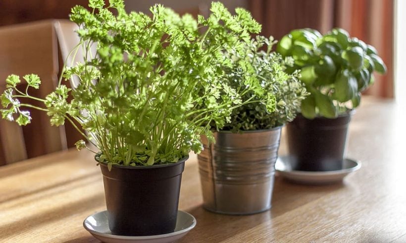 9 Beginner-Friendly Houseplants for a Green Thumb