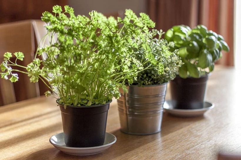 9 Beginner-Friendly Houseplants for a Green Thumb