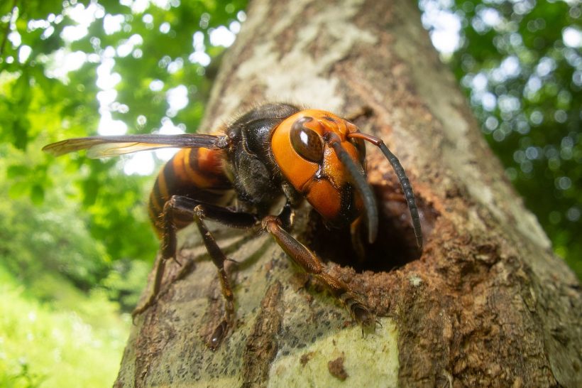 Remember the Viral Asian Giant Hornet? Apparently They’re Not All Bad