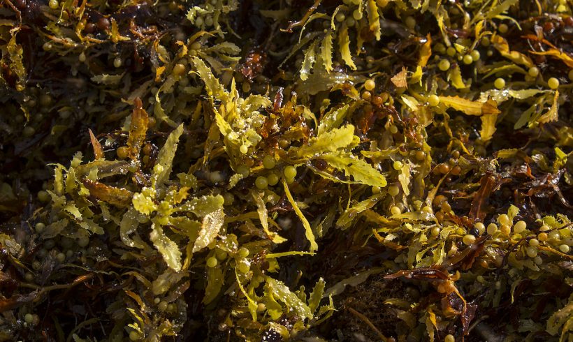 Seaweed Can be Invasive, but We Can Turn It Into Biofuels or Fertilizers