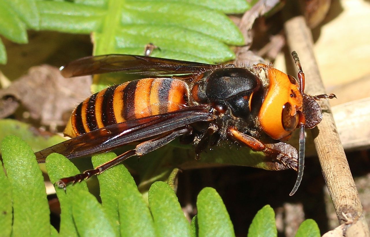 asian giant hornet by Alpsdake Wikimedia Commons