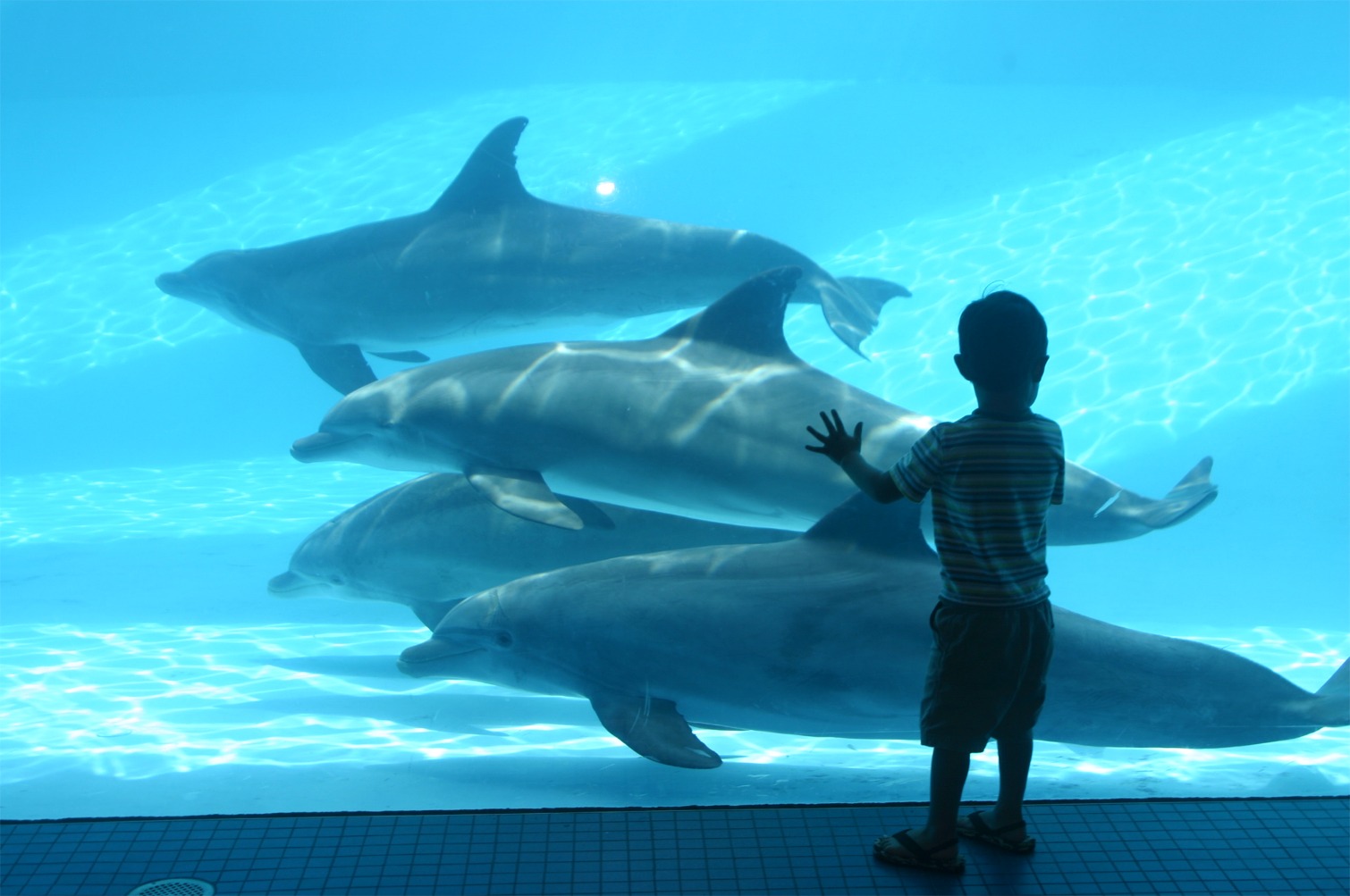 Dolphin_Bay (Wikimedia Commons)