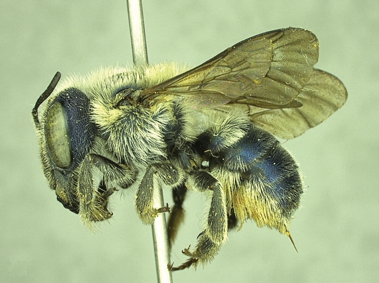 blue female Osmia calaminthae by Molly G. Rightmyer, Mark Deyrup, John S. Ascher, Terry Griswold Wikimedia Commons