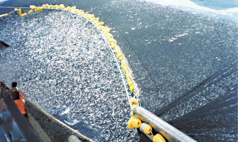 3 Smart Methods To Prevent Fisheries Bycatches