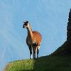 Llamas, the Animal that Might Help Humanity Fight Coronavirus