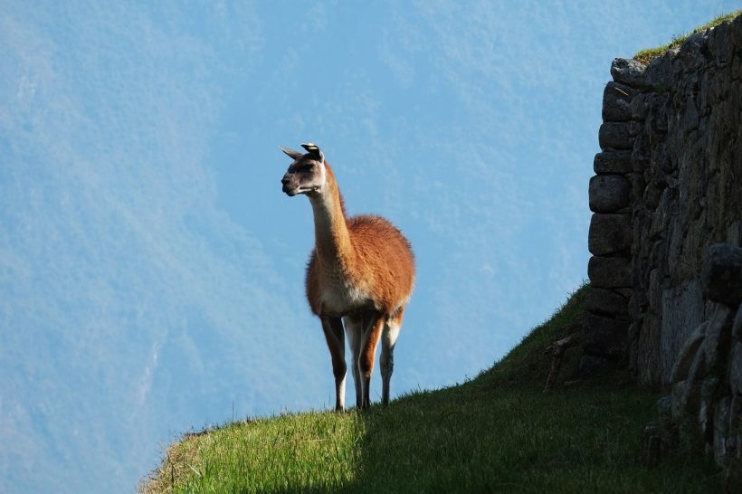 Llamas, the Animal that Might Help Humanity Fight Coronavirus