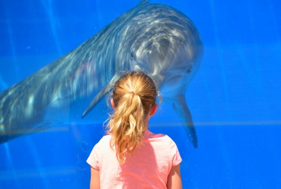 dolphins & kid to connect with animals and nature