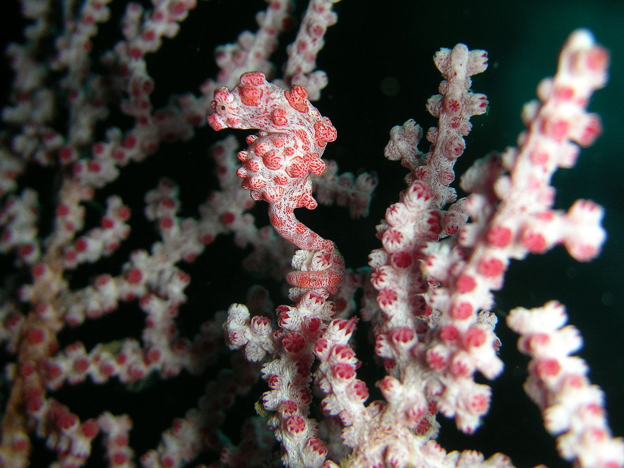 a pygmy seahorse (not the newly found one) from Lembeh Straits. Photo by Steve Childs Wikimedia Commons