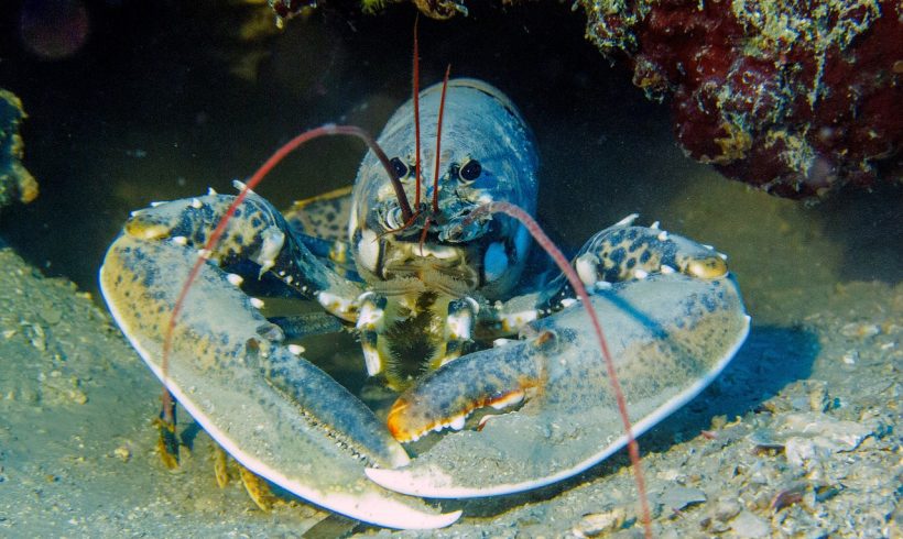 Study Finds that Microplastic Pollution Won’t Let Lobster Flourish