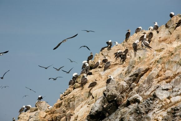 The Antarctic Breeding Season That Never Happened