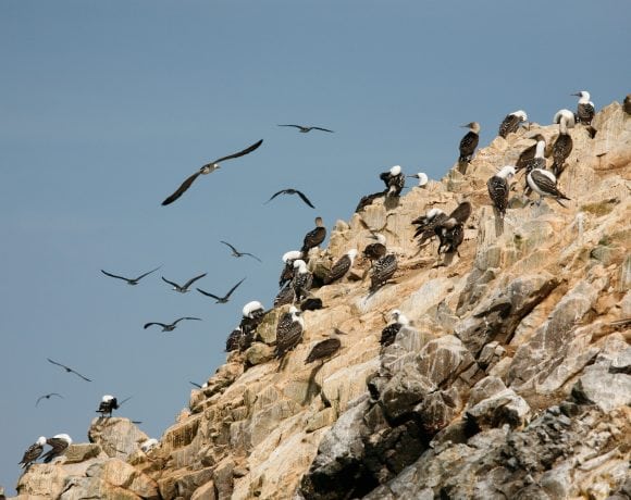 The Antarctic Breeding Season That Never Happened