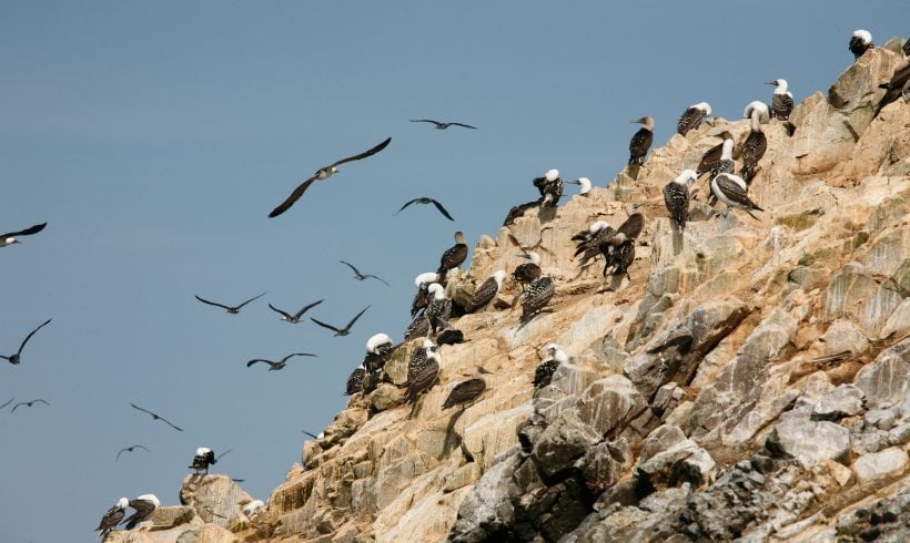 The Antarctic Breeding Season That Never Happened The Antarctic Breeding Season That Never Happened