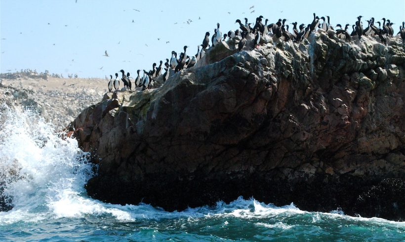 Threatened Seabirds Poop Is Worth Millions Of Dollars, A Study Found