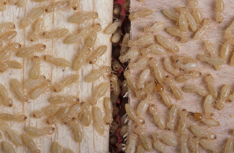 Termites Might Help Us Find New Energy Source, Researchers Said