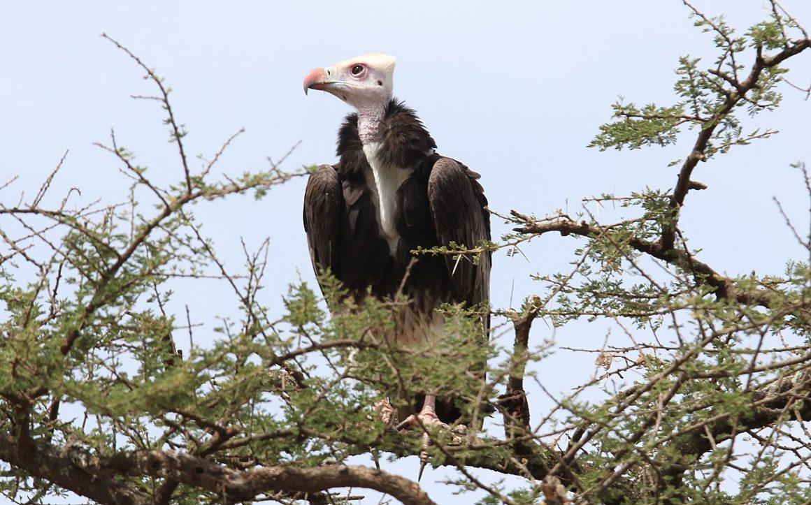 white headed vulture by Dominic Sherony Wikimedia Commons Earth Buddies