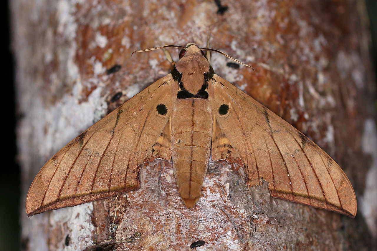 Hawk moth (Ambulyx pryeri pryeri) from Sabah, Borneo. Photo by Charles J Sharp Wikimedia Commons