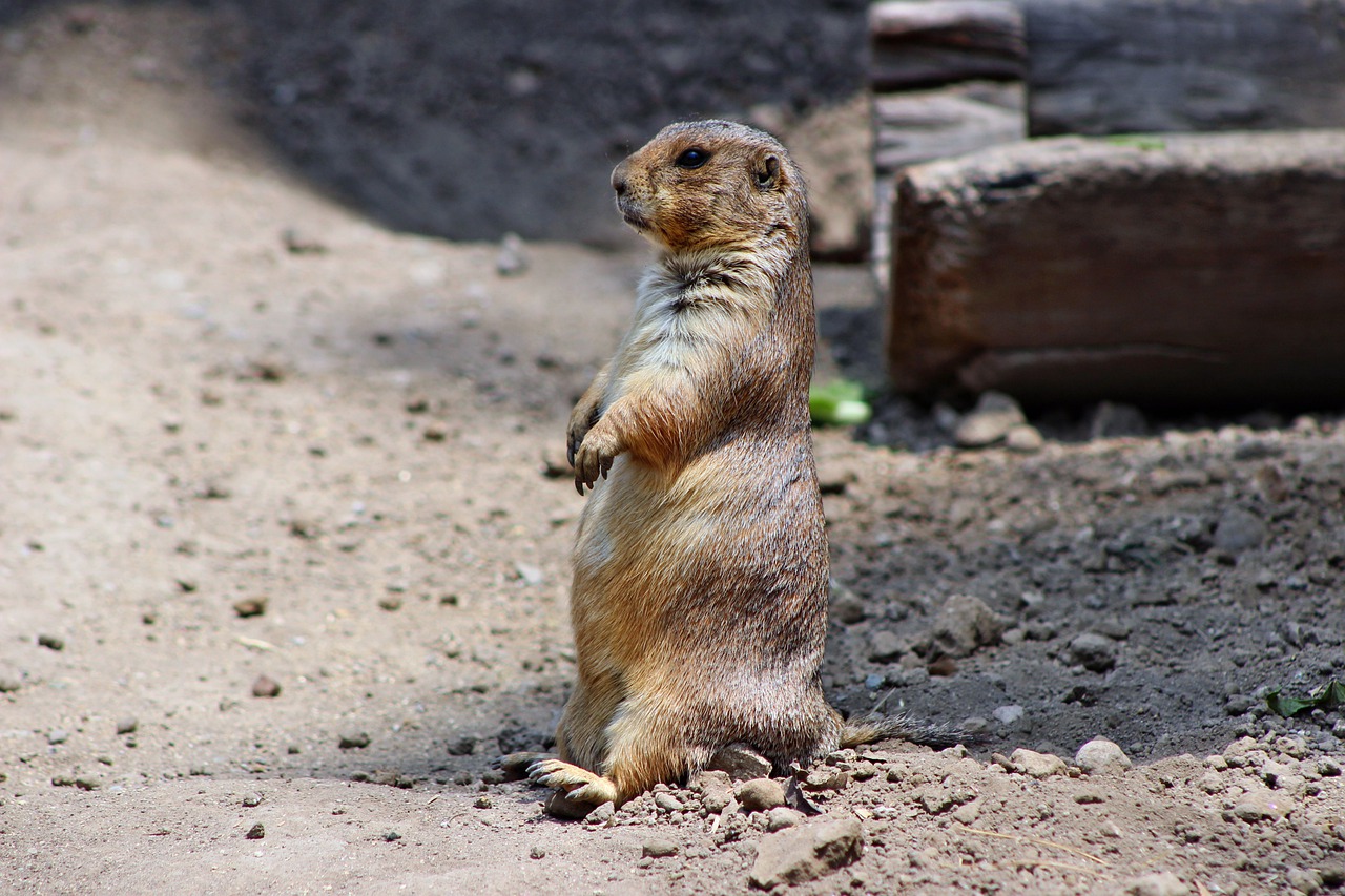 prairie dog's future is uncertain, but it's not good if we don't take action