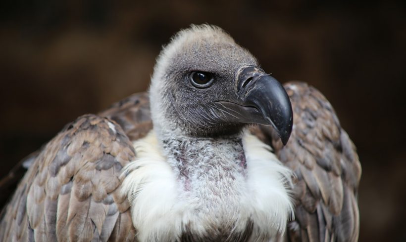 Remember the African Vulture Poisoning? Researchers Said It Poses a Global Threat