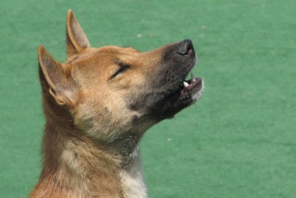 New Guinea Singing Dog hasn't gone extinct in the wild. Routine Photo by R.G. Daniel Wikimedia Commons