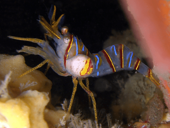 A shrimp (not mud shrimp) with unidentified bopyrid. Photo by Williams JD, Boyko Wikimedia Commons