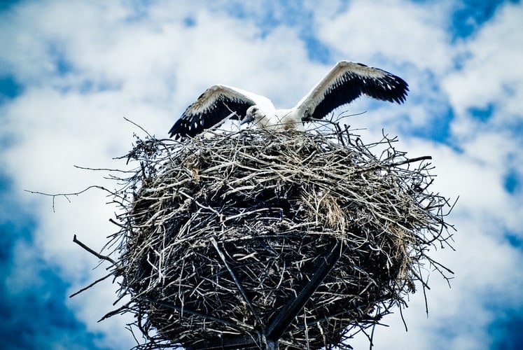 How the Villagers in Europe Build Deep Connections with White Storks