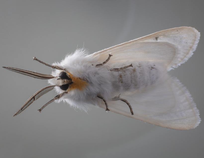 Pollination By Moths Is Hampered By The Smell Of Air Pollution
