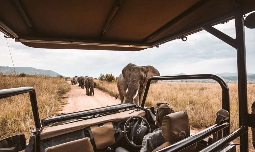 Love Animals? Virtual Safari Tours Can Help Support Wildlife Conservation in Africa