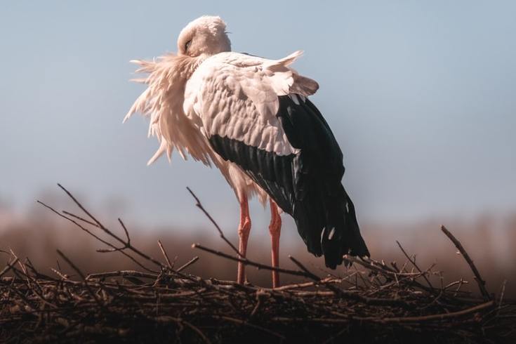 Let’s Talk About Storks This Time And See Why They Are So Unique