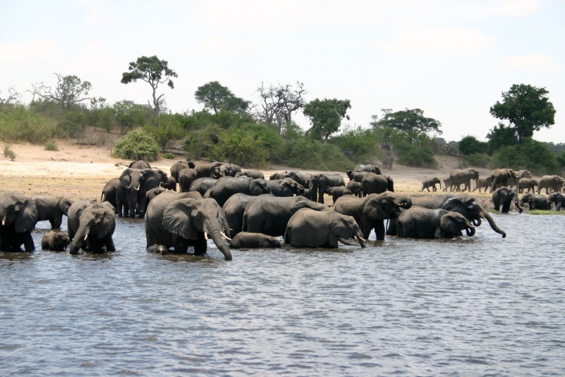 Remember the 330 Dead Elephants in Botswana? Toxic Algae Is the Answer