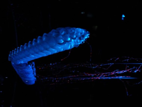 siphonophores blue