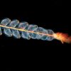 Siphonophores, The Animal That Looks Like Launching Rocket
