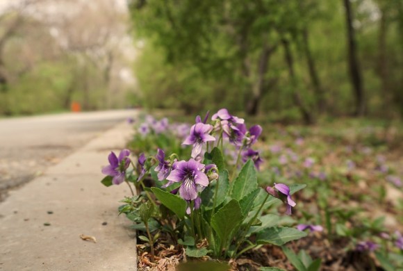 Roadside