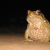 The Dark Knight’s ‘Harvey Dent’ Story Of Cane Toad In Australia