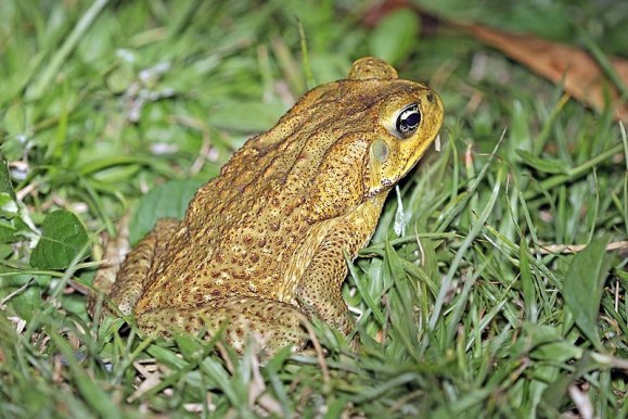 cane toad bufo marinus (wikimedia commons)