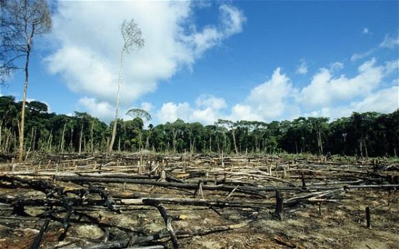 deforestation (WIkimedia Commons)