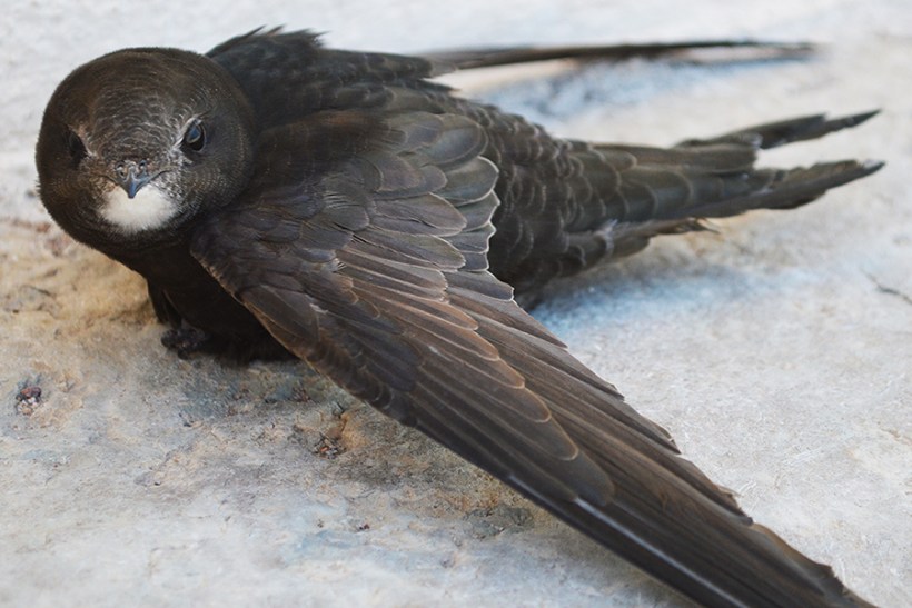 Please Welcome The Toughest Bird On Earth: Kapinis