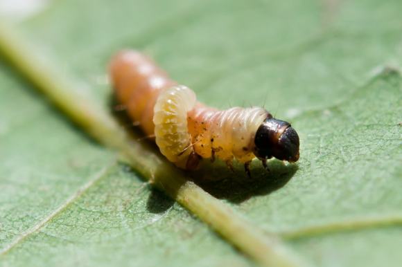 larve parazite umane negi genitale într-un partener