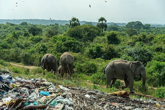 Ampara elephant landfill 2(Wikimedia Commons)