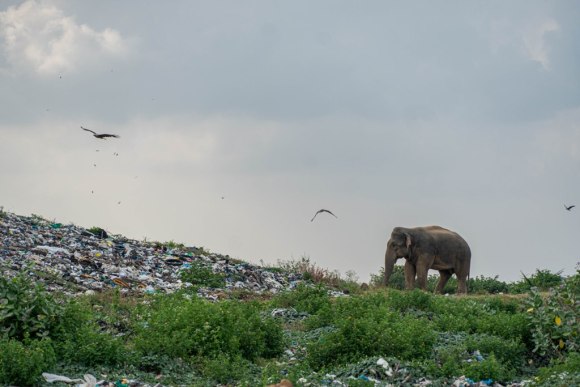Ampara elephant landfill 4 (Wikimedia Commons)