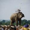 Look How These Elephants Feed On Plastic In Landfill