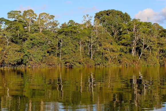 brazil amazon