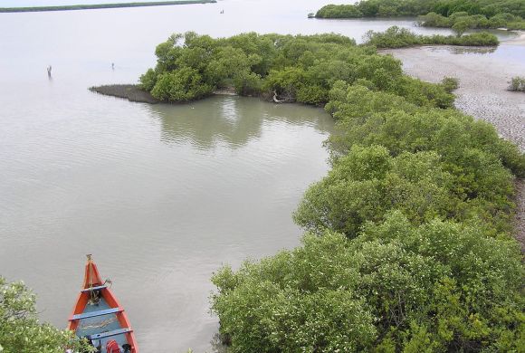 Mangrove ecosystem