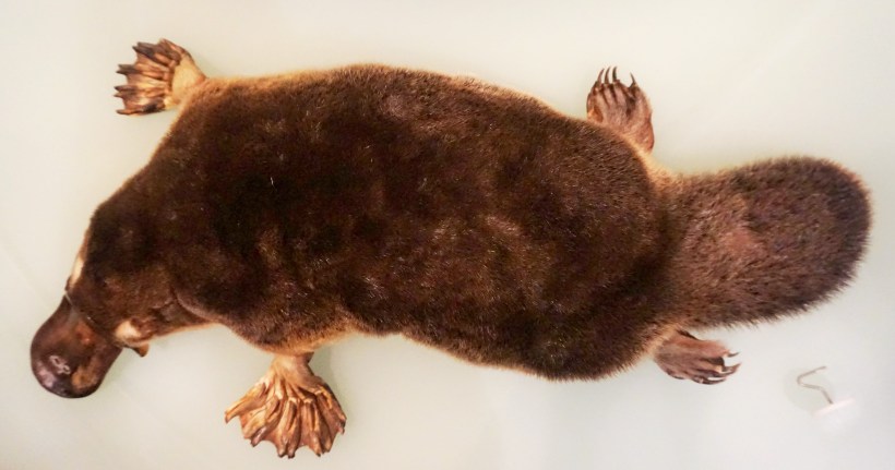 Thanks To Climate Change, Platypus Population Is Declining