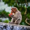 Let’s Talk About The Peculiar Monkey ‘Gang’ War In India