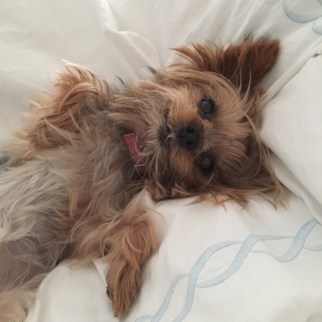 Image showcasing Three Important Tips to Take Good Care of Your Teacup Puppy